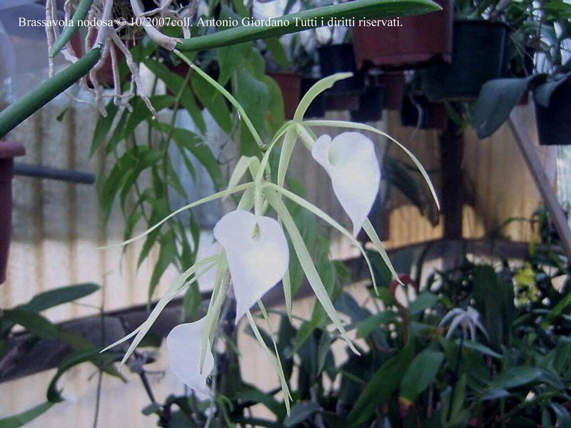 Brassavolanodosa102007collAntoni-2.jpg