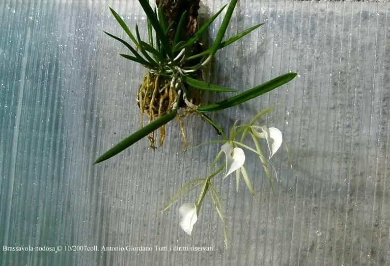 Brassavolanodosa102007collAntonioGi.jpg