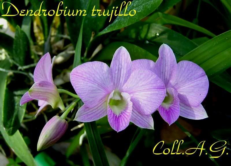 DendrobiumTrujillo1.jpg