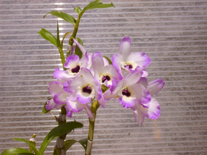 Dendrobiumibrido.jpg