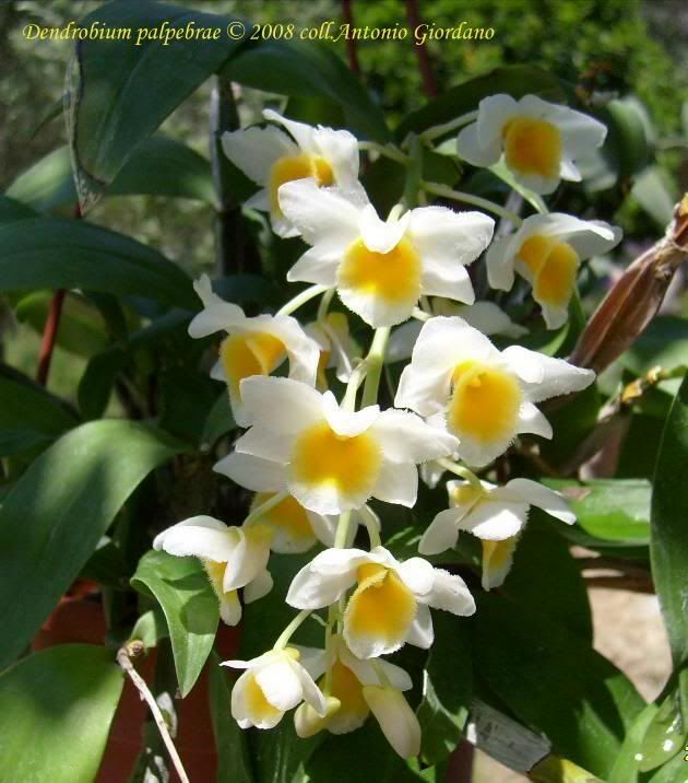 Dendrobiumpalpebrae-2.jpg