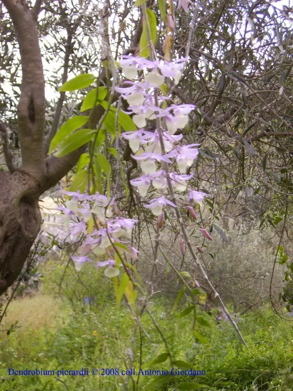 Dendrobiumpierardii-1.jpg