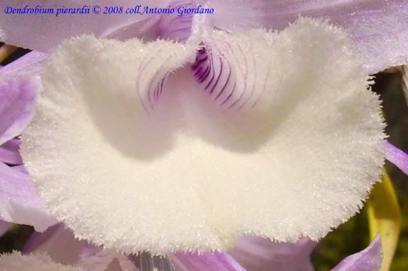 Dendrobiumpierardii2-1.jpg