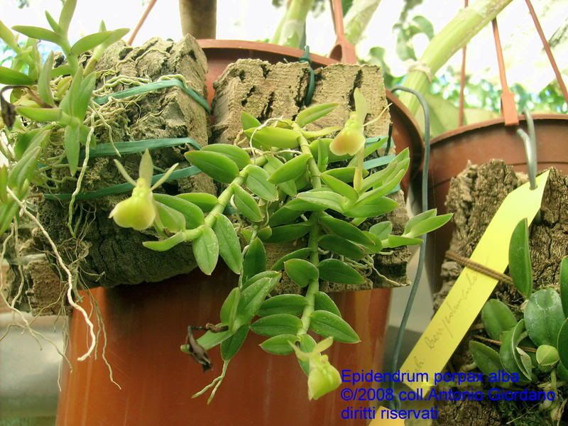 EpidendrumporpaxalbasynNeolehmannia.jpg