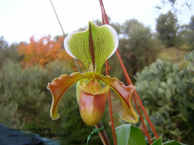 Paphiopedilum.jpg