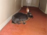 bunny in the hallway!