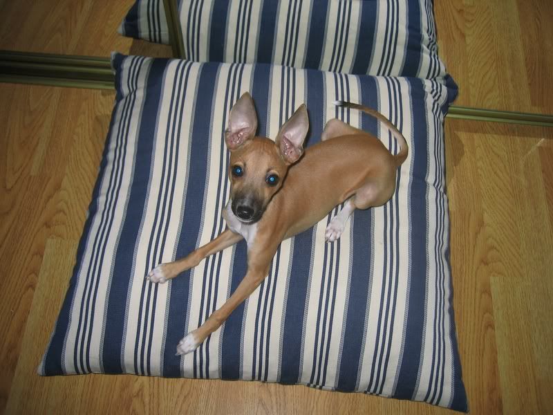 re: We Need a Little Tanny