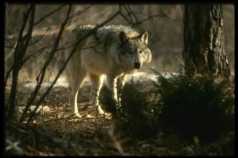 Timber20Wolf2042085.jpg