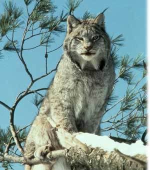 lynx_01.jpg