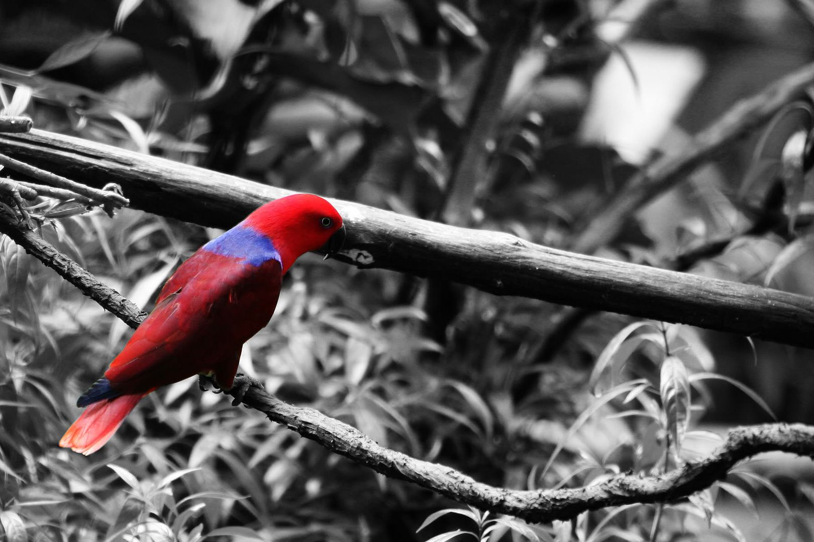 selective colour