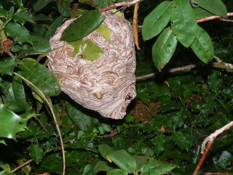 Bee Hive Types