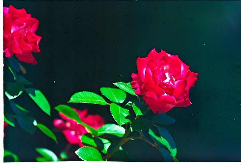 IMAGE: http://i19.photobucket.com/albums/b189/dzaneh/botanicgardens-1-4.jpg