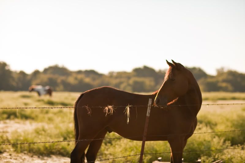 IMAGE: http://i19.photobucket.com/albums/b189/dzaneh/sunrise-1-14.jpg