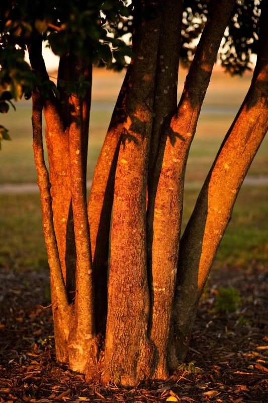 IMAGE: http://i19.photobucket.com/albums/b189/dzaneh/sunrise-1-2.jpg