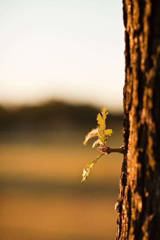 IMAGE: http://i19.photobucket.com/albums/b189/dzaneh/sunrise-1-6.jpg