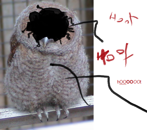 owlpicture.png