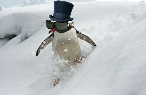 penguAWESOME.png
