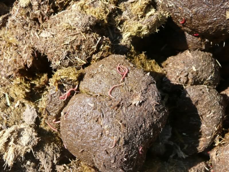 Small Strongyles Photo by mesteno Photobucket