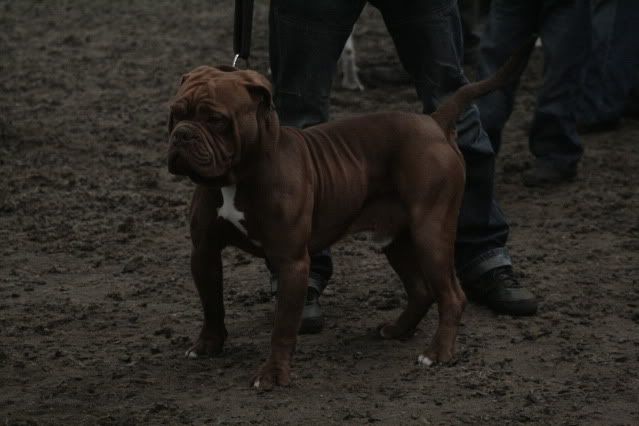 Dorset Bulldog