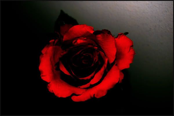 [Image: redrose.jpg]