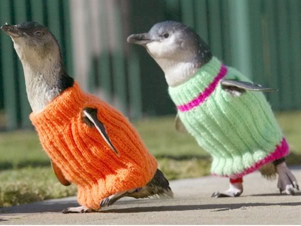 http://i19.photobucket.com/albums/b191/fugitivemind1990/Penguin-sweaters-Toby-Zerna-Newspix.jpg