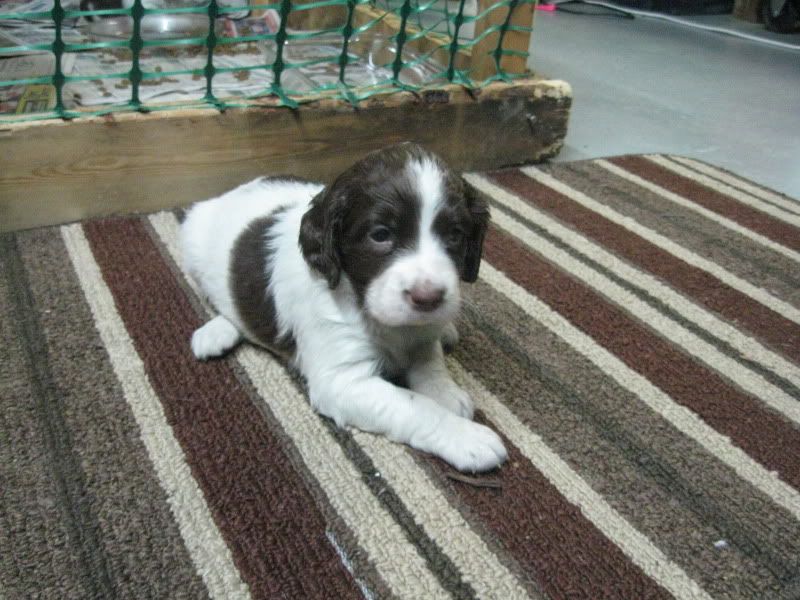 lespac quebec rencontres index php