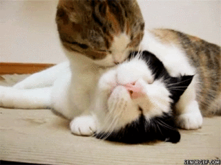 funny-pictures-gifs-cat-kiss.gif
