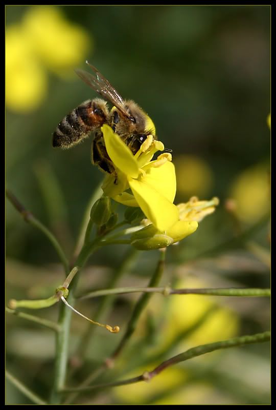 IMAGE: http://i19.photobucket.com/albums/b193/mutos2/ari2.jpg