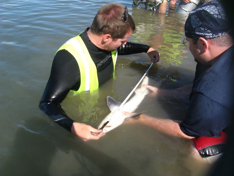 Measuring a shark 