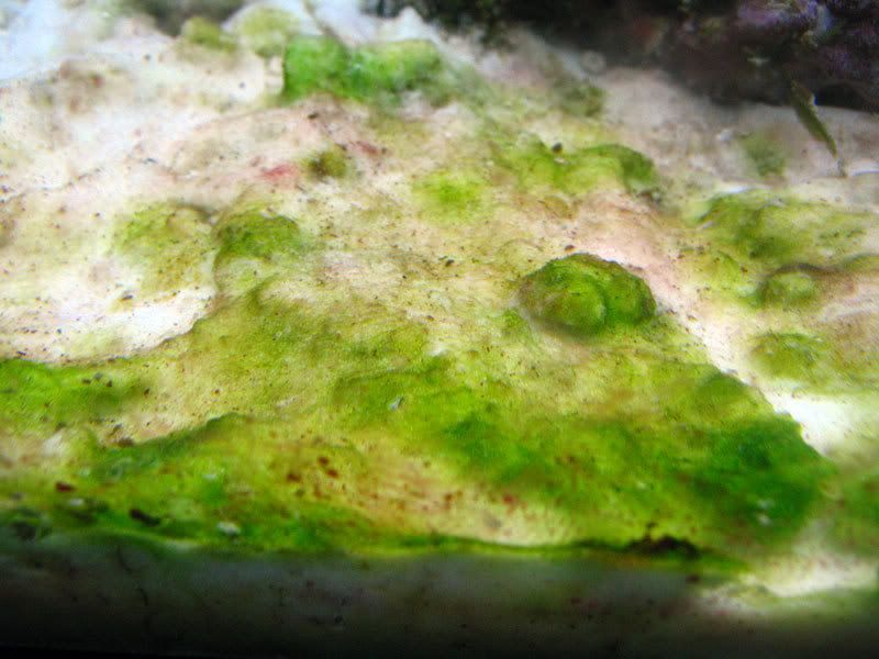 algae3.jpg