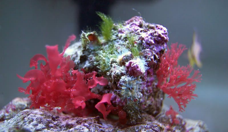 cup-coral-and-red-macros.jpg