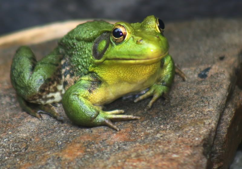 greenfrog-1.jpg