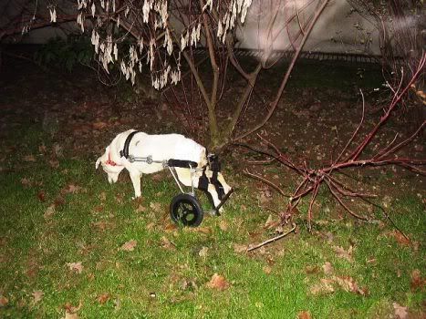 Photobucket - Video and Image Hosting