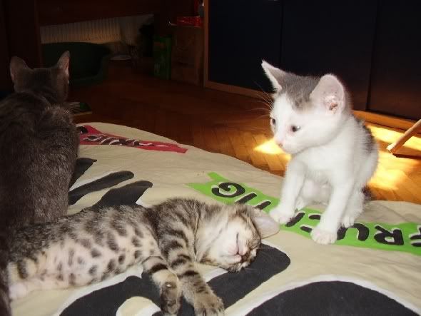 Photobucket - Video and Image Hosting