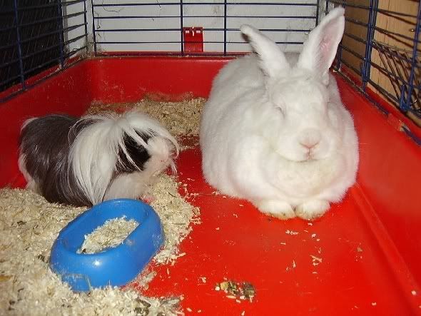 Photobucket - Video and Image Hosting