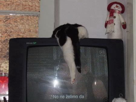 Maca na televizoru