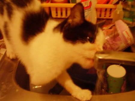 Maca pije vodu iz pipe