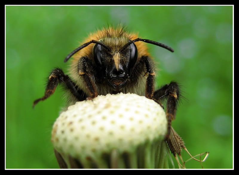 IMAGE: http://i19.photobucket.com/albums/b198/metroid_oleander/TristamRazzell-BeeFace-1.jpg