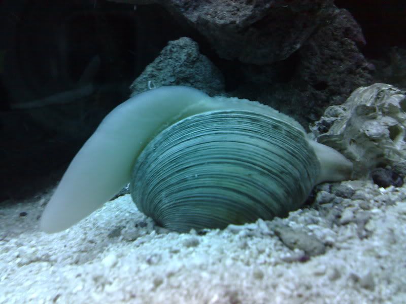 clam sticking out his tongue?? Reef Central Online Community