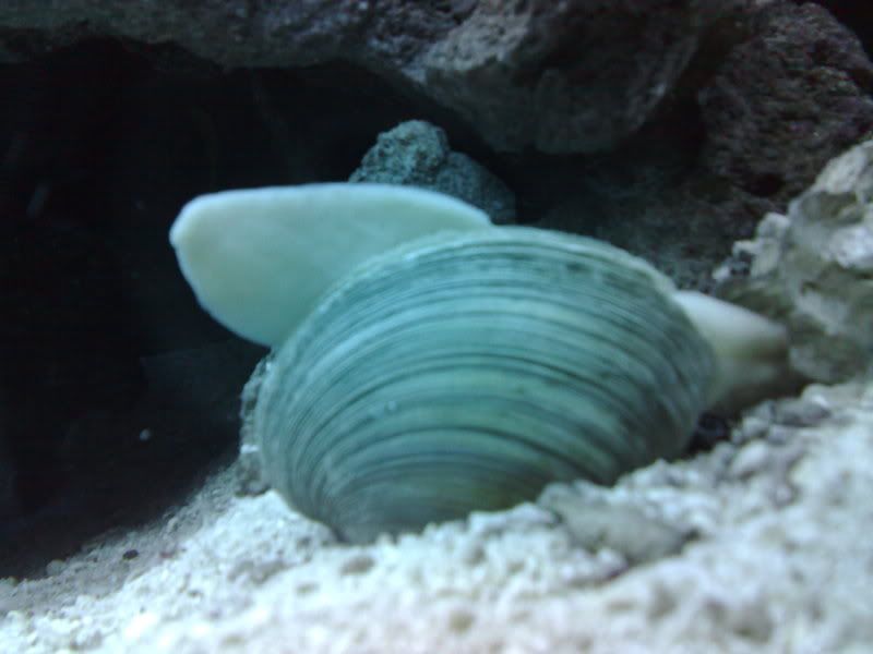 clam sticking out his tongue?? Reef Central Online Community