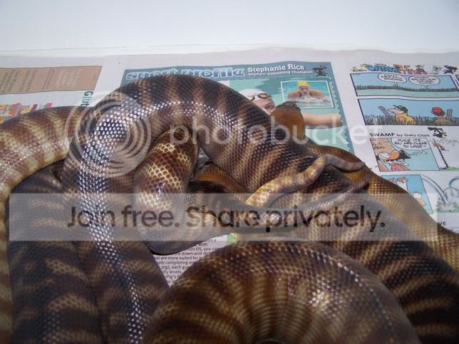 snakes are breeding!!! | Aussie Pythons & Snakes Forum