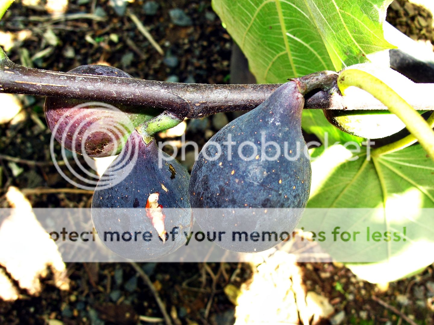 Fig Tree Malone Beautiful and Sweet Black Fig